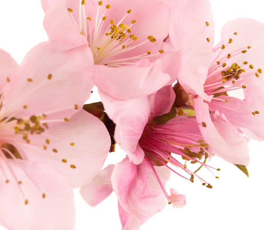 peach-flower-ingredients-image Peach Flower